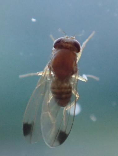 Drosophila suzukii